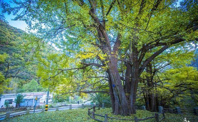 河南洛阳有一处古村，这里的银杏树有上千年的历史，秋天美极了！