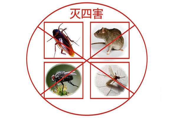 公共场所遭遇病媒生物侵袭怎么办,如何才能有效防治?_蟑螂_进行_苍蝇