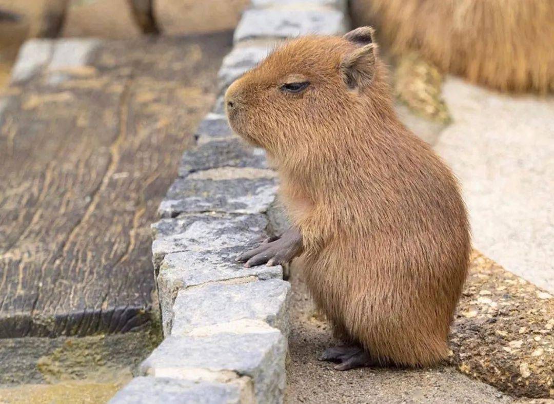 为何演我?_部分_动物界_原因