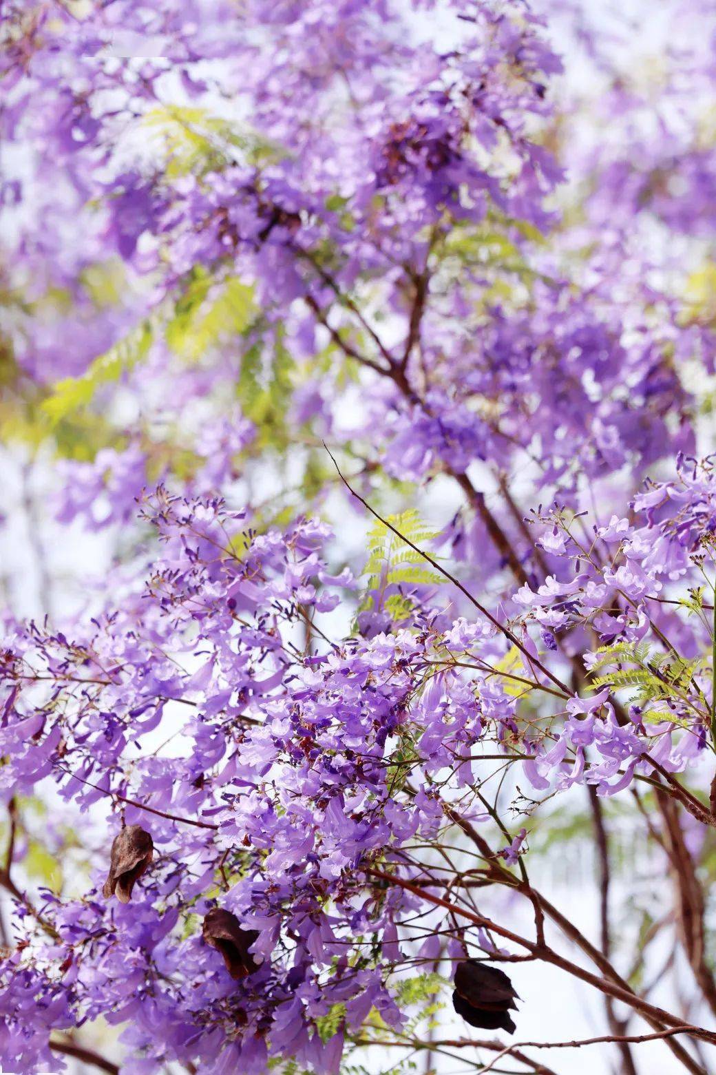 花若丹凤之冠"作为华南地区独具特色的珍品树种,凤凰木枝繁叶茂,花色