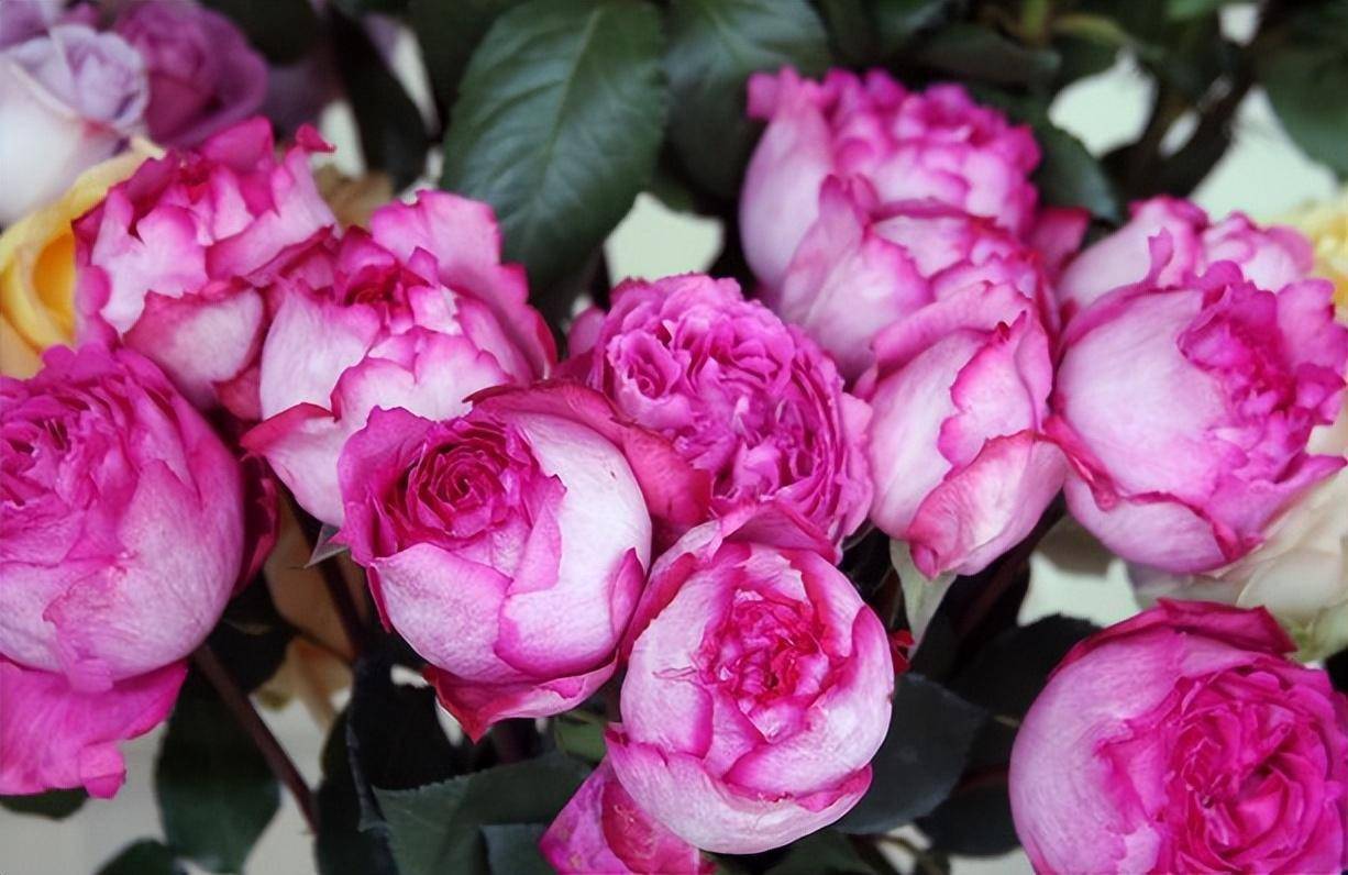 这种月季叫"伯爵",色美香浓,自带皇家贵气_伊芙_品种_花瓣