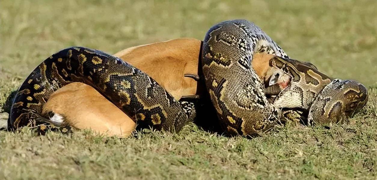 咬住猎物后,蟒蛇的身体会沿着猎物的身体迅速缠绕,然后收紧.