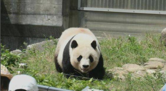 神户王子动物园的熊猫旦旦 最快将于年底前回国安度晚年