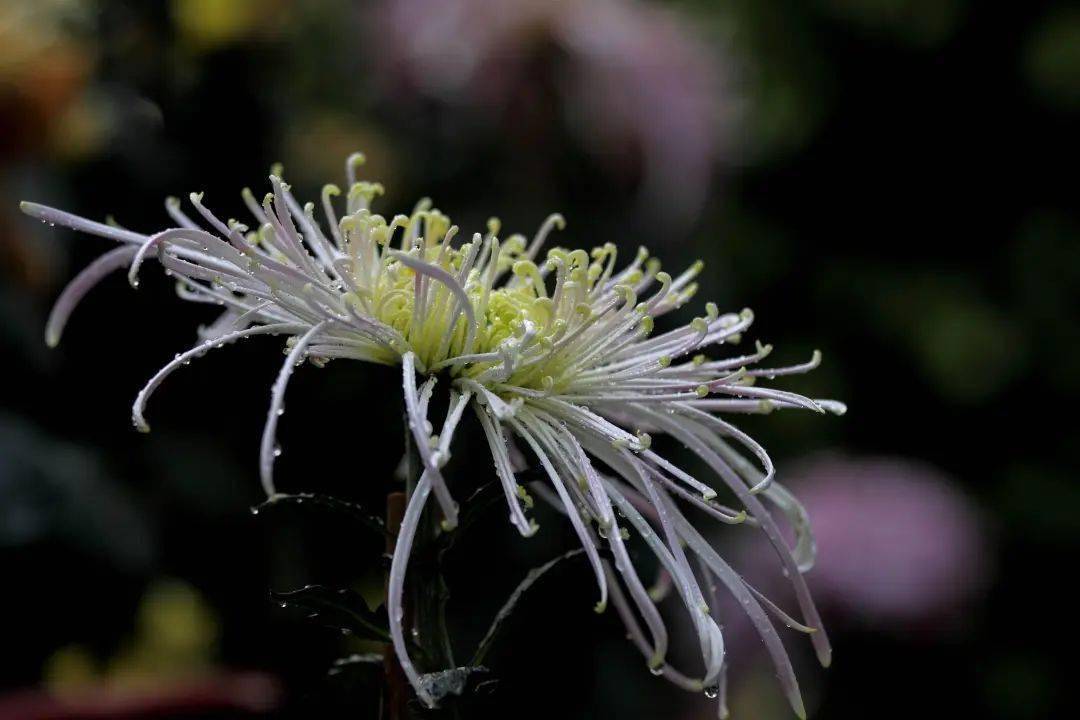 君子心淡如菊_菊花_欲望_精神境界