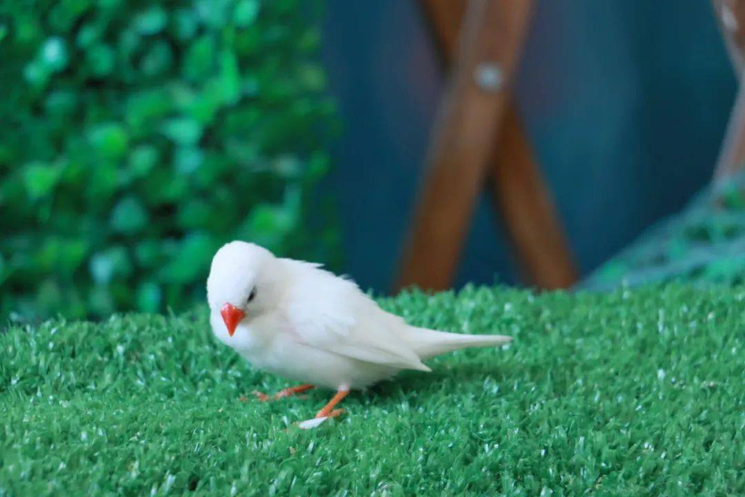 你知道珍珠鸟吗?小小的体型,身体素质却一点也不差!_供应_小米_鸟儿