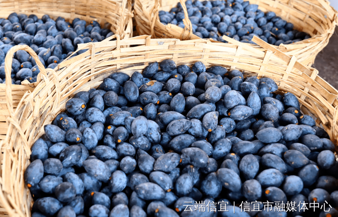 不少收购商直接走进榄林里收购黑榄果实大小质量不一样由于年份不同的