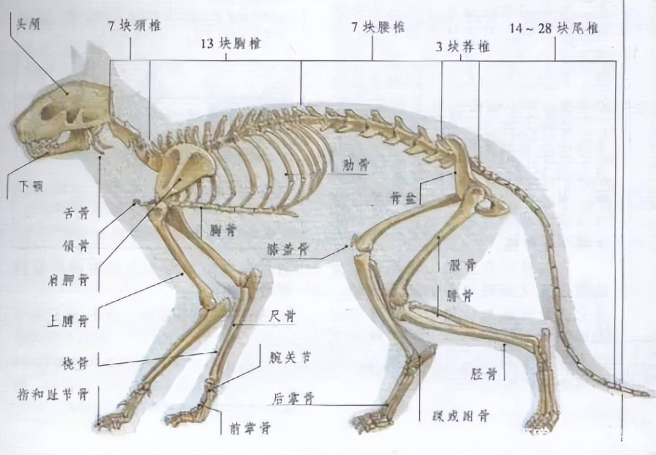 而且猫咪身体有多达500多块的肌肉组织