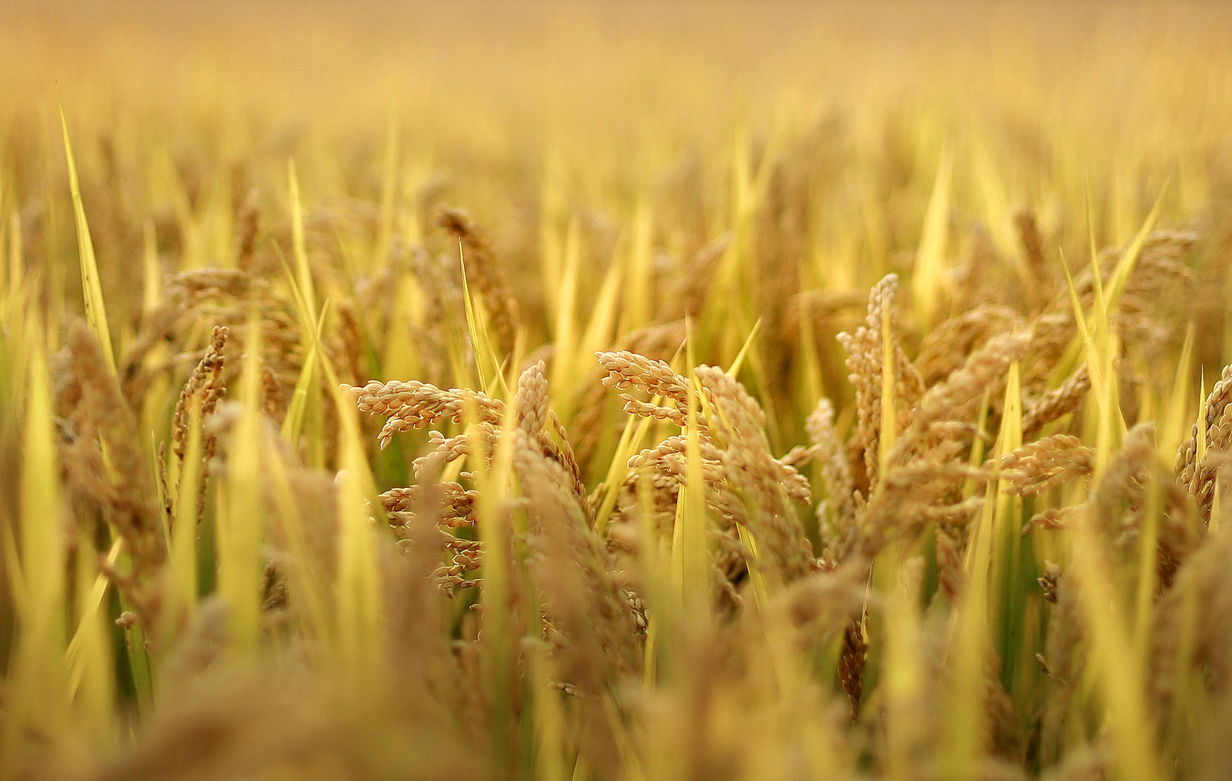 攻坚克难,品种创制"育成果"水稻,小麦等主要农产品品种创新是我省科技