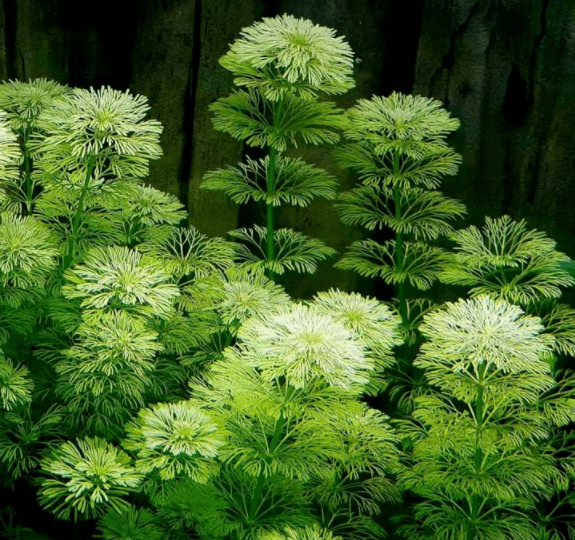 新手福利,水草简介~小宝塔_方式由_分类_颜色