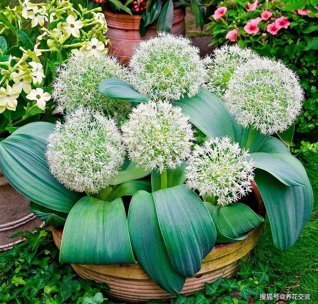 9月后种大花葱之前 看下你是否能满足它的生长开花条件 地方 叶土 土壤