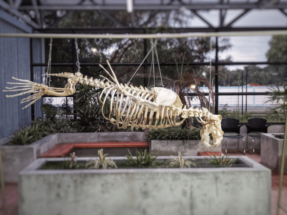 巴西国家博物馆修复中的藏品:海狮骨骼化石2018年火灾发生后,在联合国