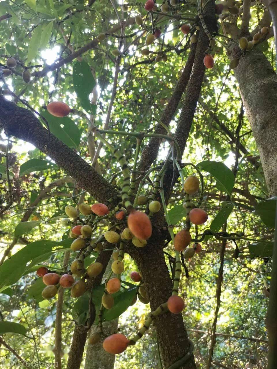 剥节子,也叫剥壳藤子,买麻藤等,多生长在林中,以福建和广东最为常见
