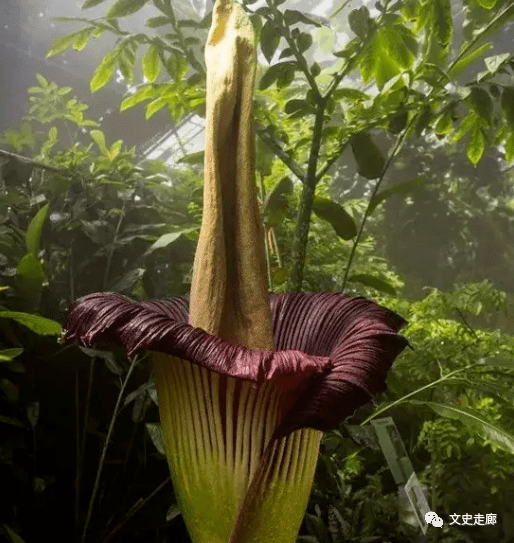 尸香魔芋,堪称世界上最臭的花,最大的单花植物_球茎_花朵_直径