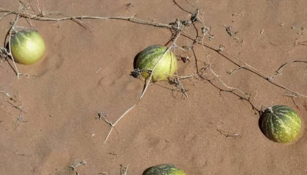 在沙漠中旅游时，看到西瓜即使再渴也不能吃，过来人说出实情