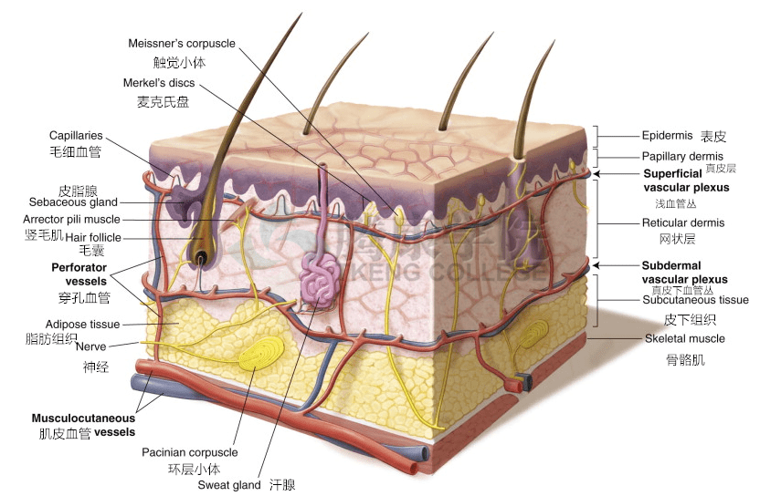 瘢痕——筋膜与伤口愈合_皮肤_结缔组织_肌肉