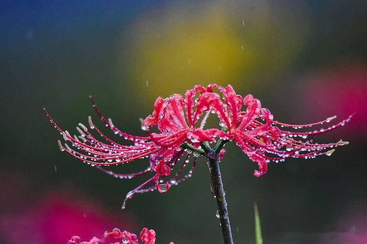 雨中的彼岸花图片图片