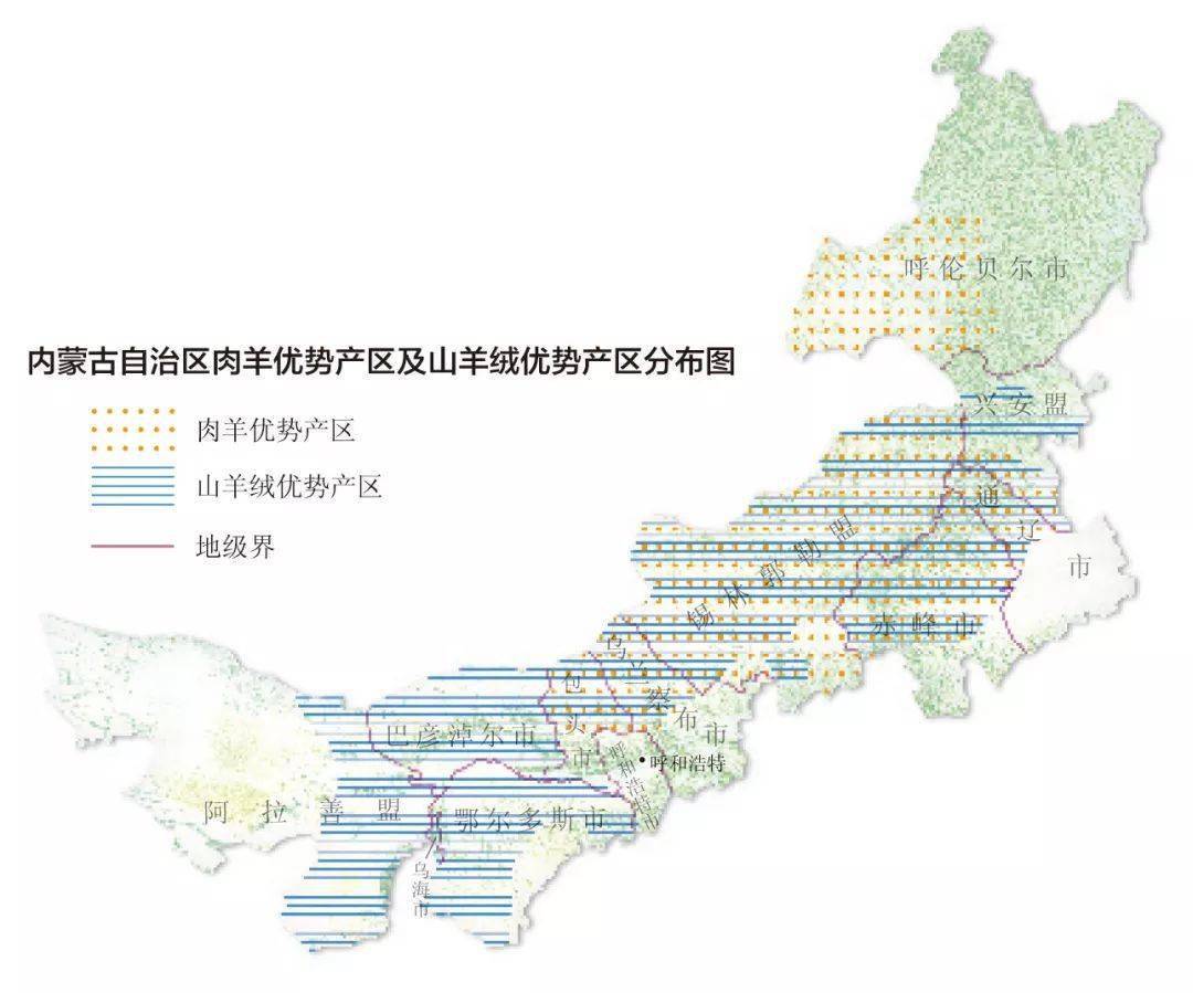 四子王旗_细毛羊_杜蒙