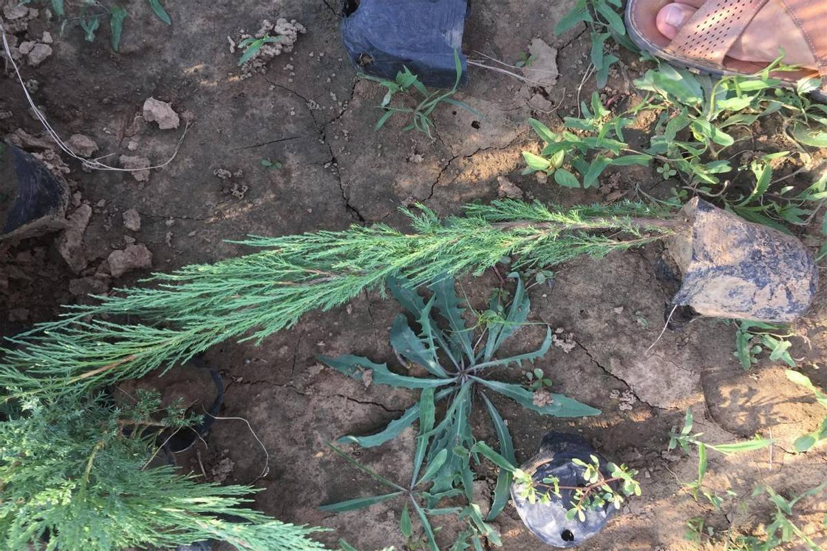 第二,作为杀敌的"克星",只要沙地柏扎好根,根部就会在沙土下形成纵横