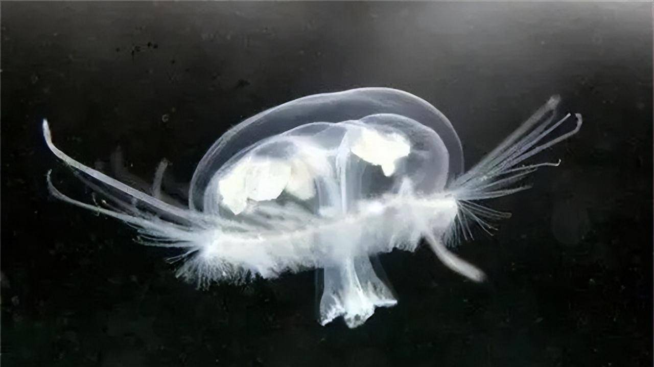 "桃花水母天窗"原名为架珠天窗,之所以会取这么一个名字,主要得益于这