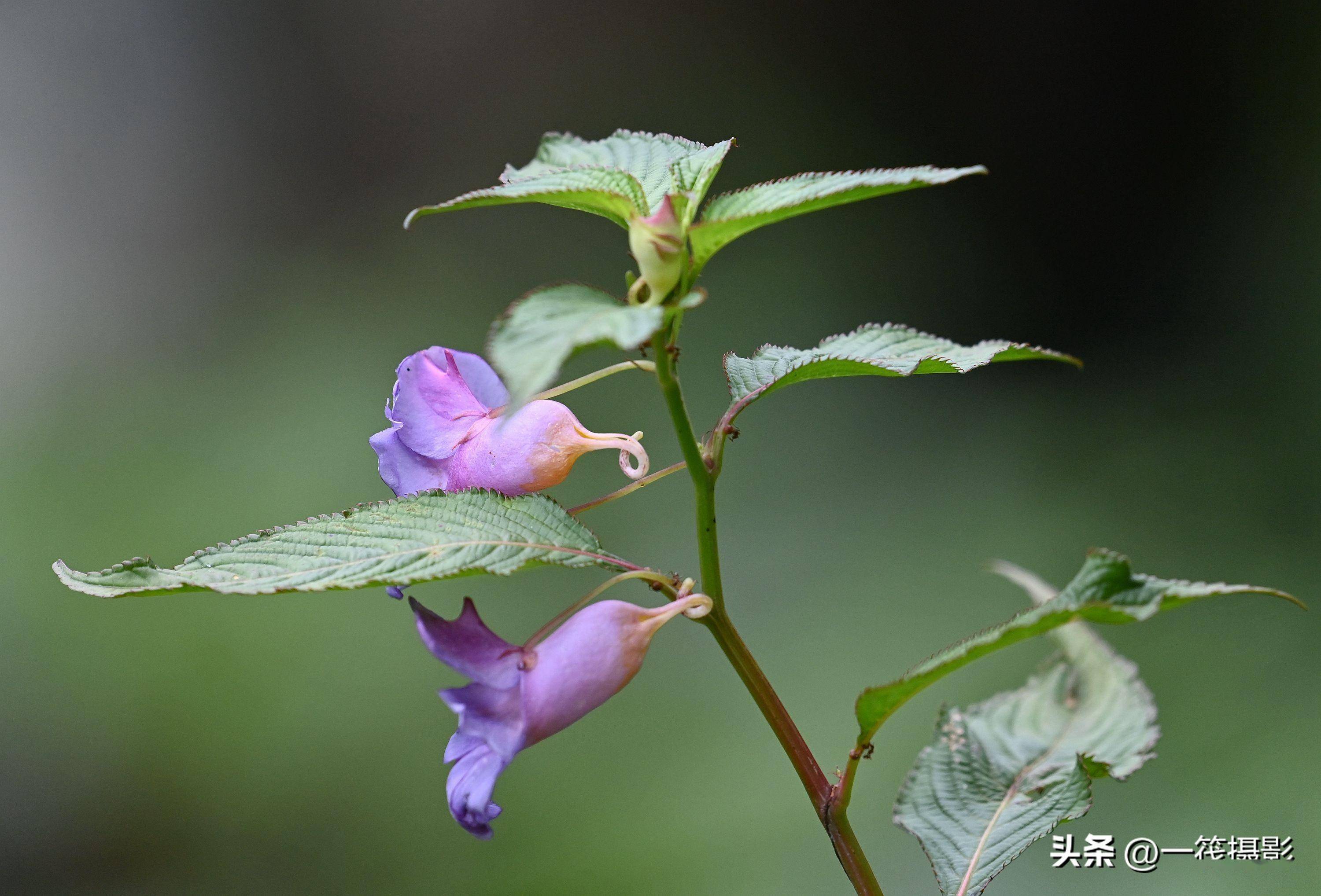 西藏墨脱,路边的野花——蓝花凤仙花_中国_草本植物_蓝色