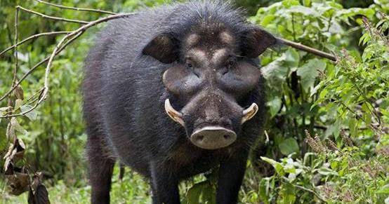 为什么野猪有獠牙而家猪没有?