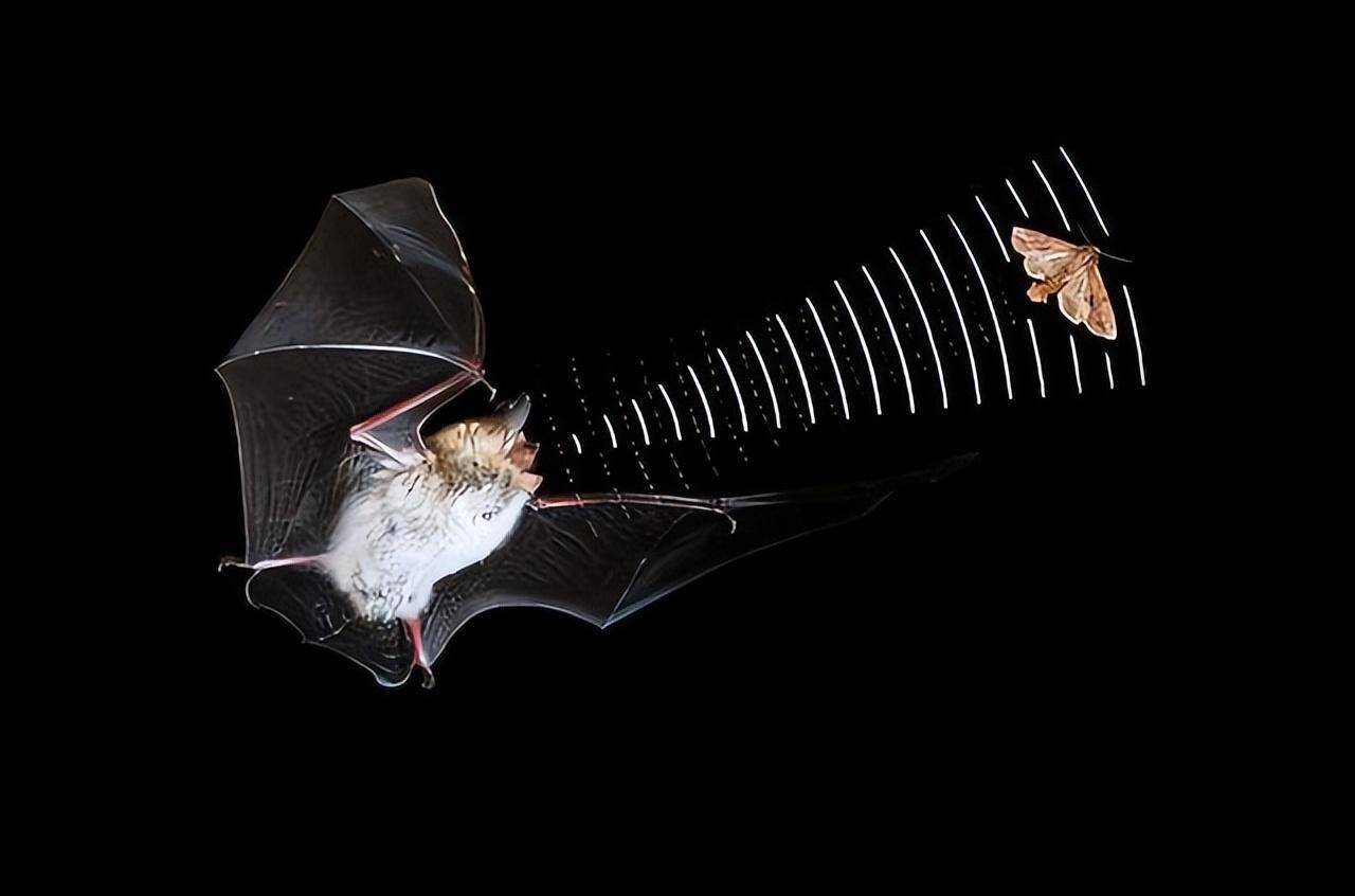 揭秘生物电子战:专门干扰蝙蝠声呐,每秒发射4500次
