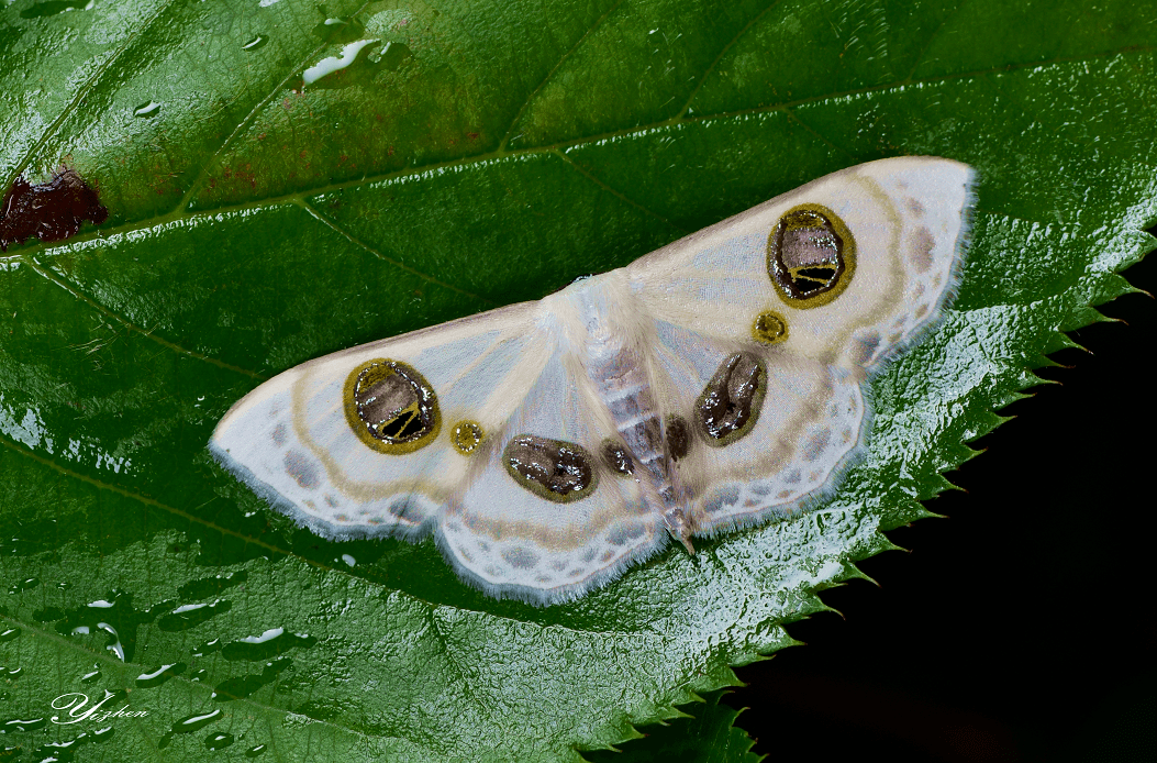 黑条眼尺蛾拍摄者:易真在夜间观察这些自然精灵,发现不同的生物都有其