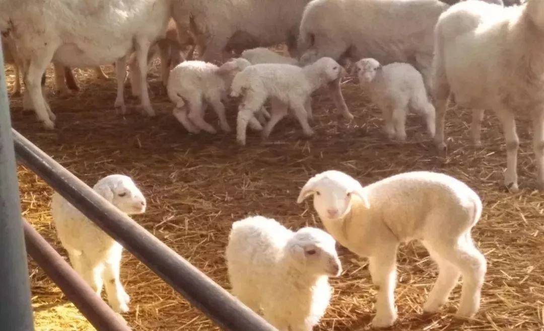 羔羊瘫软无力站不起来怎么治?_母羊_营养_情况