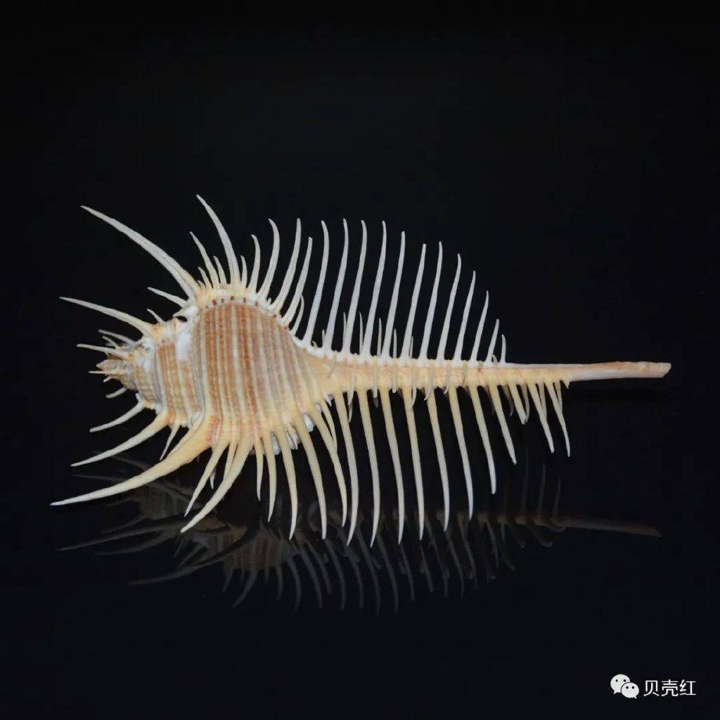 寻宝深圳市海之洋贝壳博物馆 │ 初识栉棘骨螺_前沟_维纳斯_学名