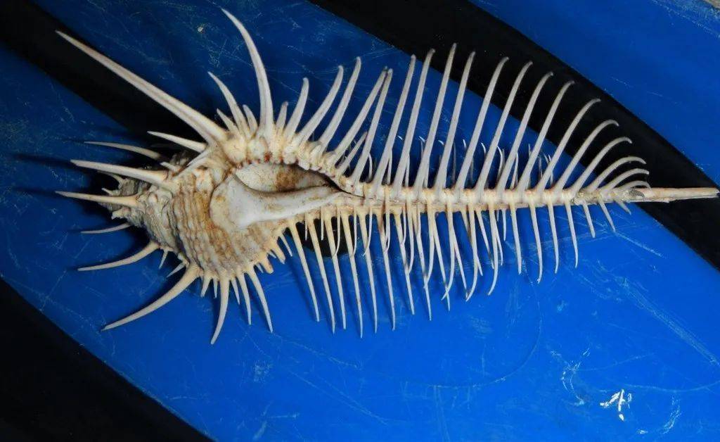 寻宝深圳市海之洋贝壳博物馆 │ 初识栉棘骨螺_前沟_维纳斯_学名