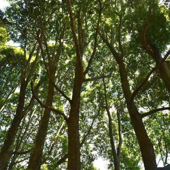 这片楠木林“隐居”顺昌一村落数百年_元峰_种植_村民