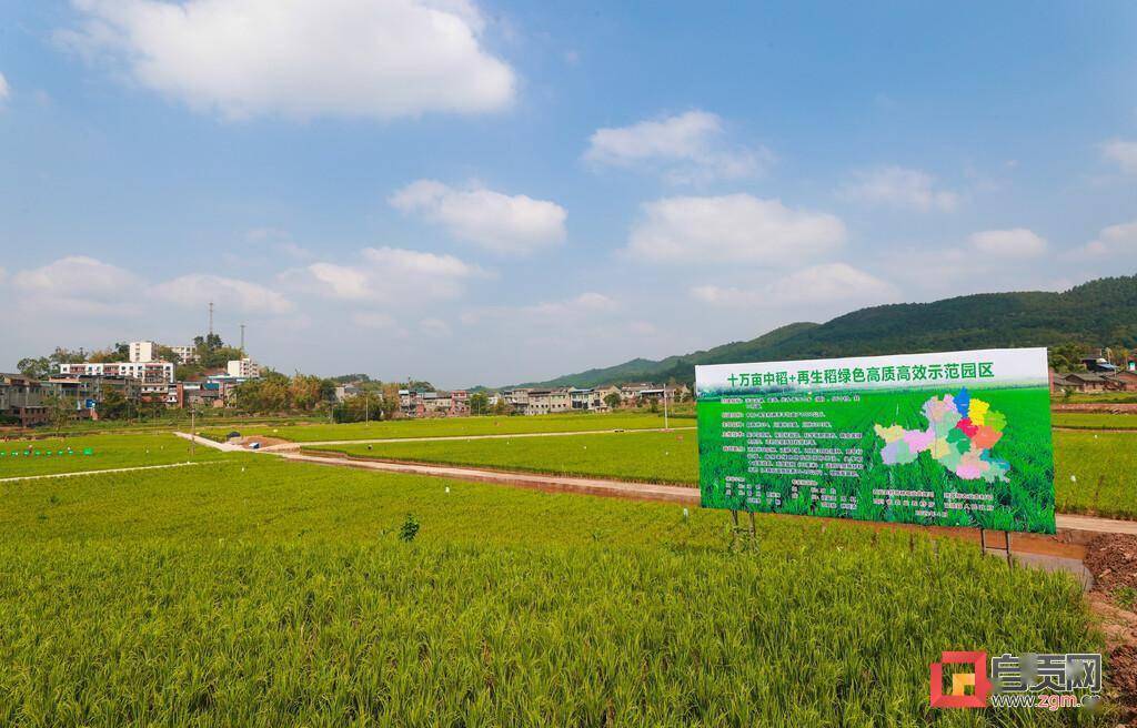 富顺县古佛镇再生稻预计10月中旬成熟_水稻_中稻_卜一珊