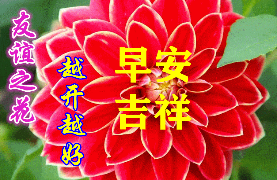 最新漂亮早上好动画表情鲜花图片 免打字聊天的早安问候祝福语动态