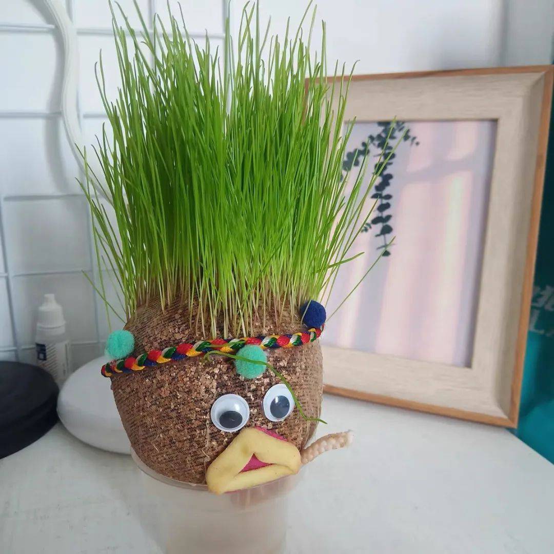 先将袜草浸泡在装有清水的容器水杯中,让土和种子完全湿透.