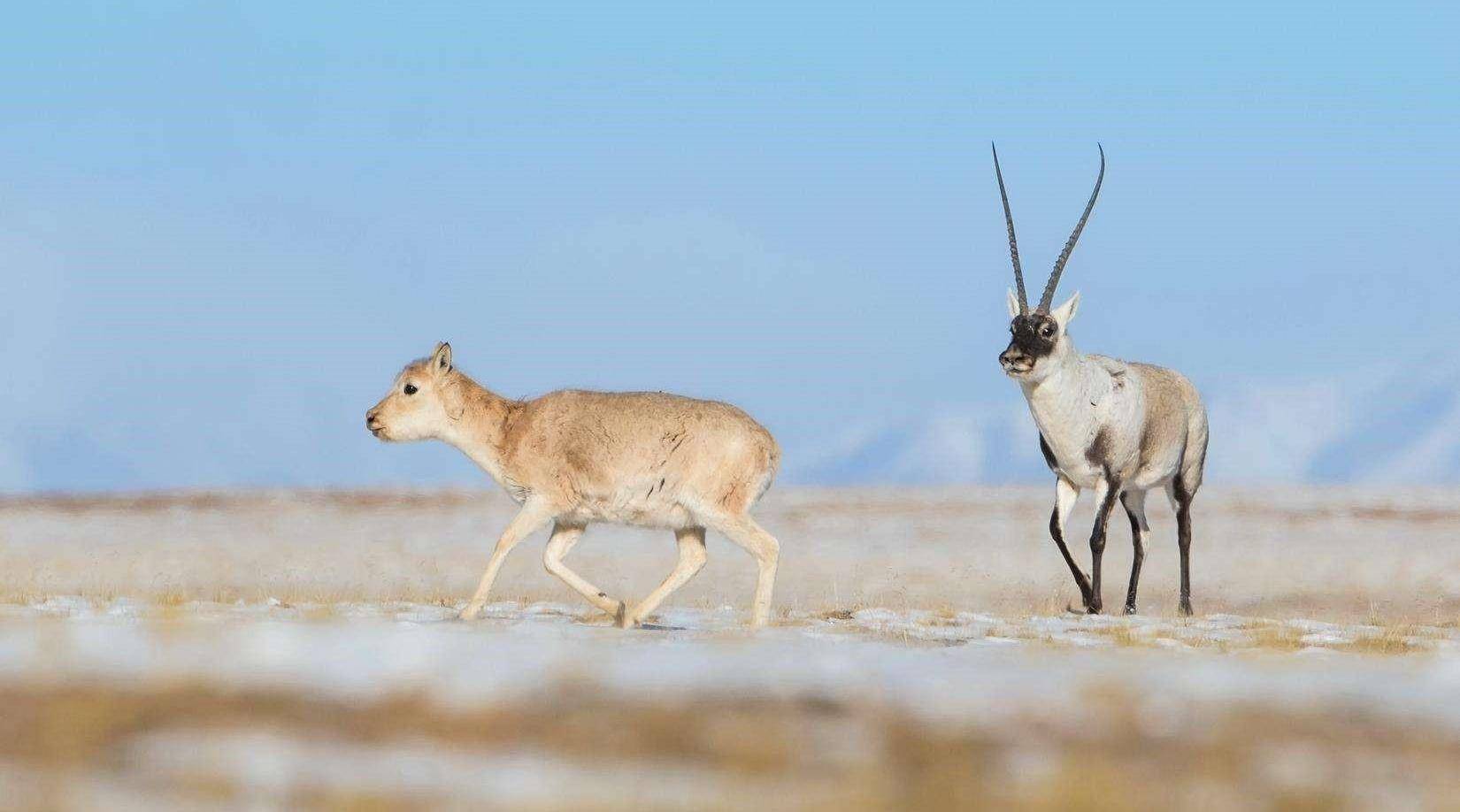 藏羚羊的求偶交配,雄性费心费力,雌性吃瓜看戏_领地_机会_繁殖