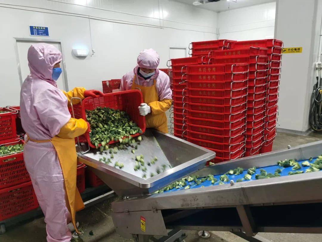 蒙城县高标准打造蔬菜加工产业集聚区