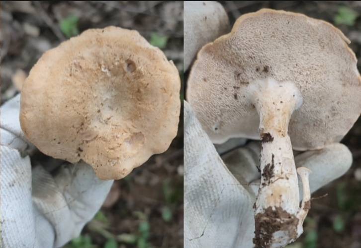 武陵山珍～科普|野生菌真假黑虎掌_学名_鳞片_菌类