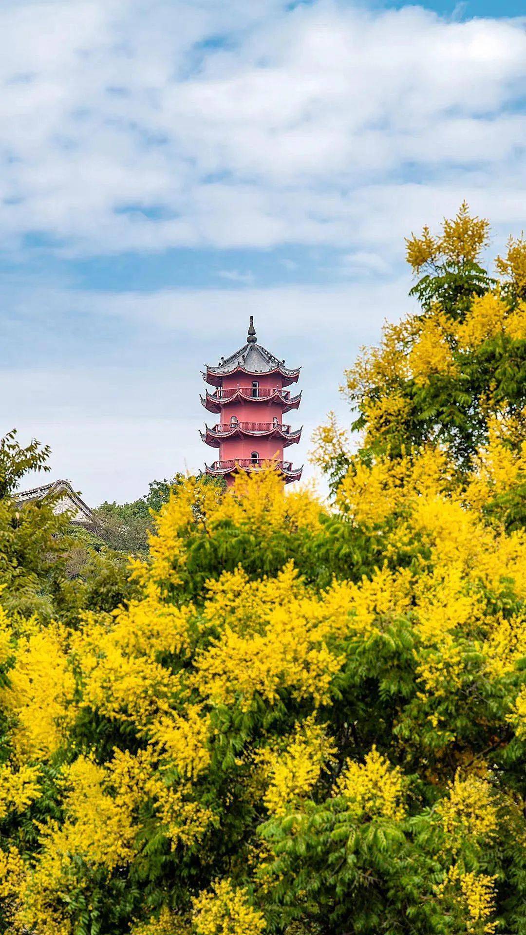 一身开着花的栾树拉响了秋日的序曲会一路高歌到立冬要不怎么叫金秋呢