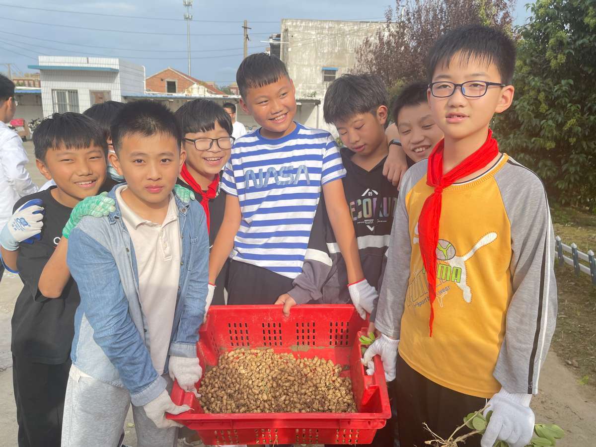 浓浓乡土味 粒粒花生情——记韩洋小学学生采摘花生劳动教育实践活动