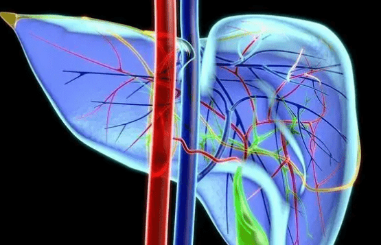 肝脏血流图片