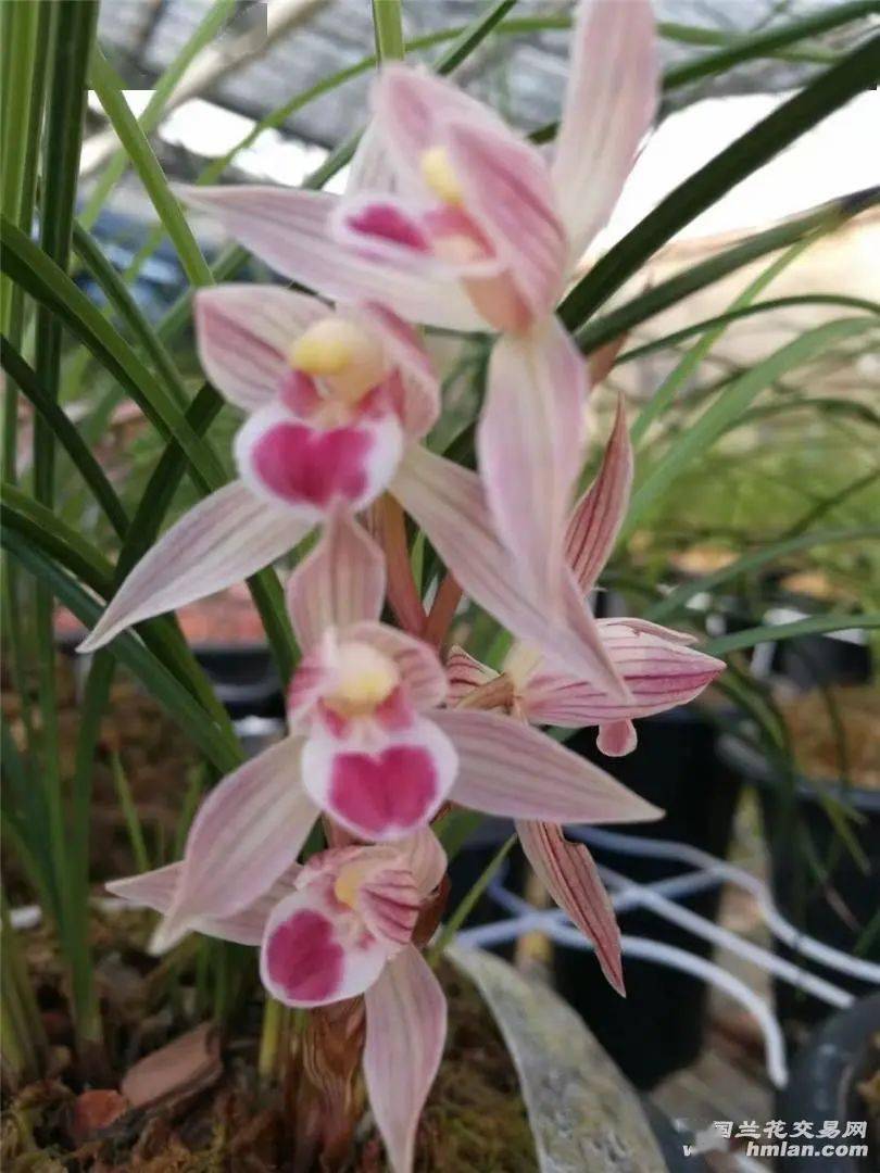 水点桃花 (莲瓣兰)_维西_时为_本站