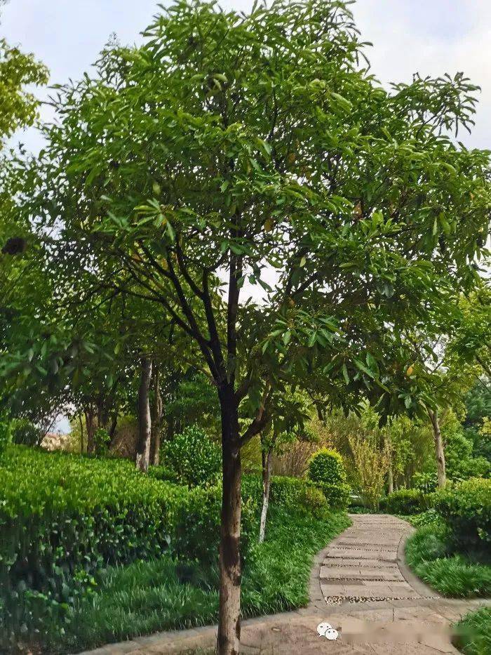 【草木葳蕤】黑壳楠