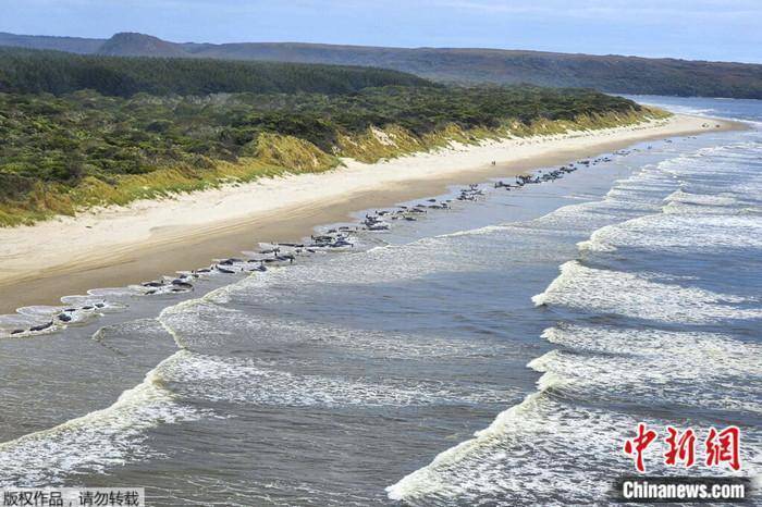 大量鲸鱼在澳大利亚一海滩搁浅，已有约200头死亡