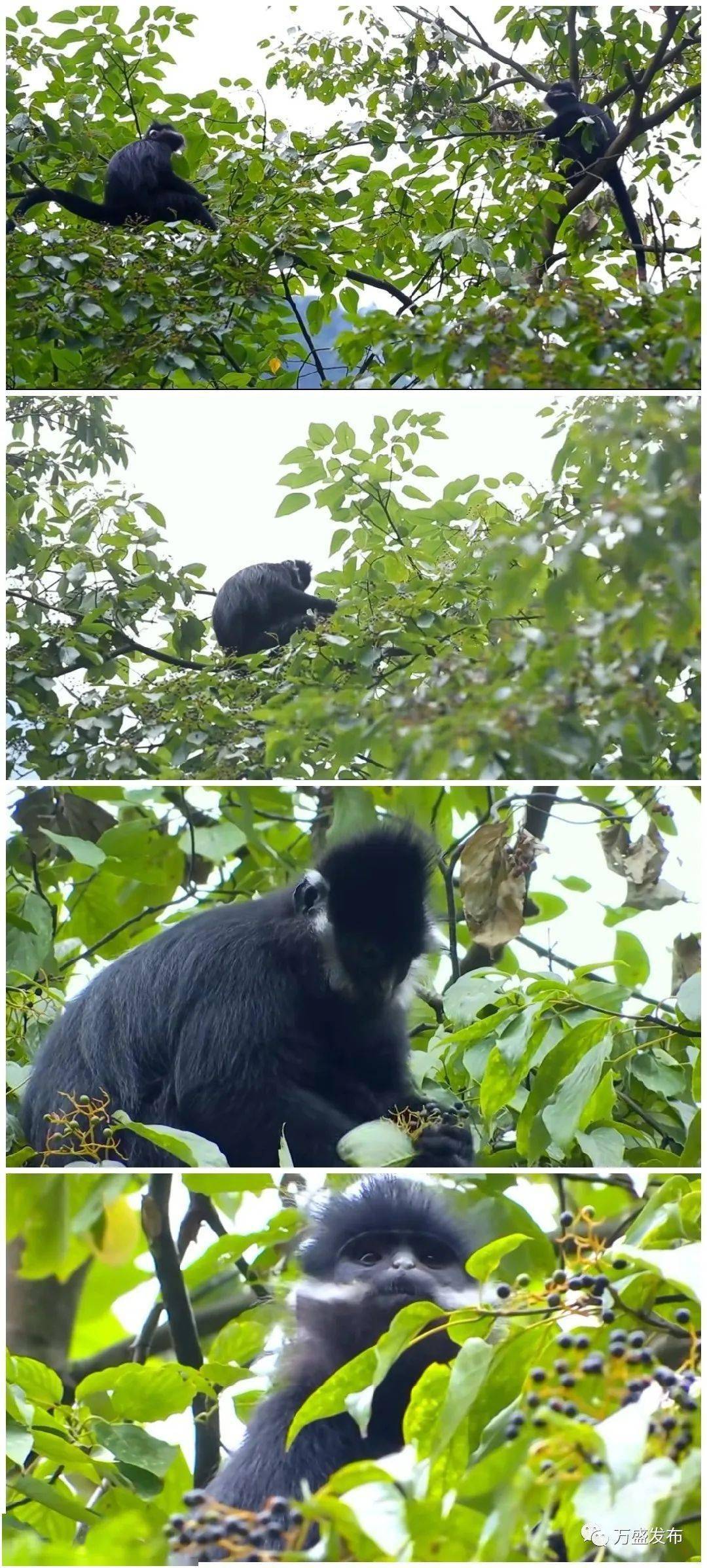 看到它们现身黑山谷景区叠翠楼服务区觅食国家一级保护动物黑叶猴近日