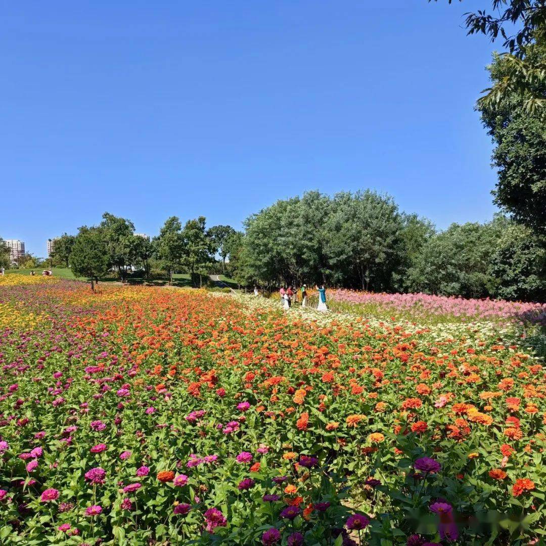 10月6日金石滩石猴观海 花海美拍1日活动(含午餐)