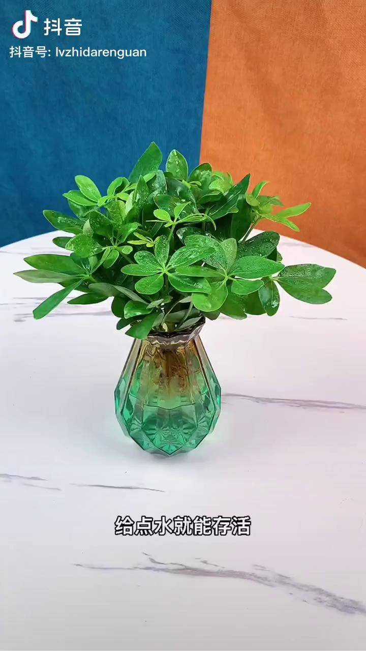 水培七叶莲 一年四季常绿,而且很好养,有水就能存活水培植物