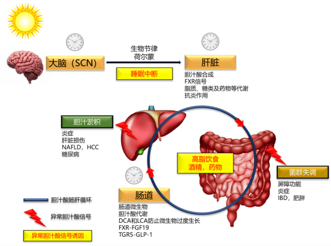 肝肠循环原理图图片