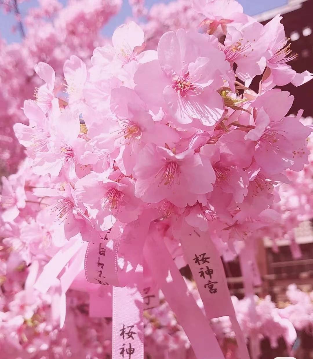 洋葱日语 日本文化日本人的樱花情结 花见 团子 菊花 洋葱日语 日本文化日本人的樱花情结 花见 团子 菊花