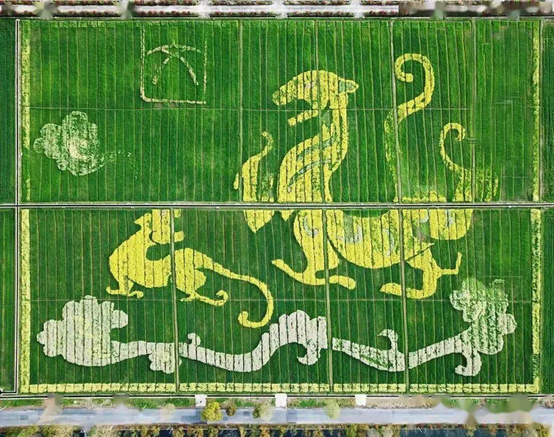 人文动态 |人文园林桐庐梅蓉巨幅艺术稻田画进入最佳观赏期_公司_景观