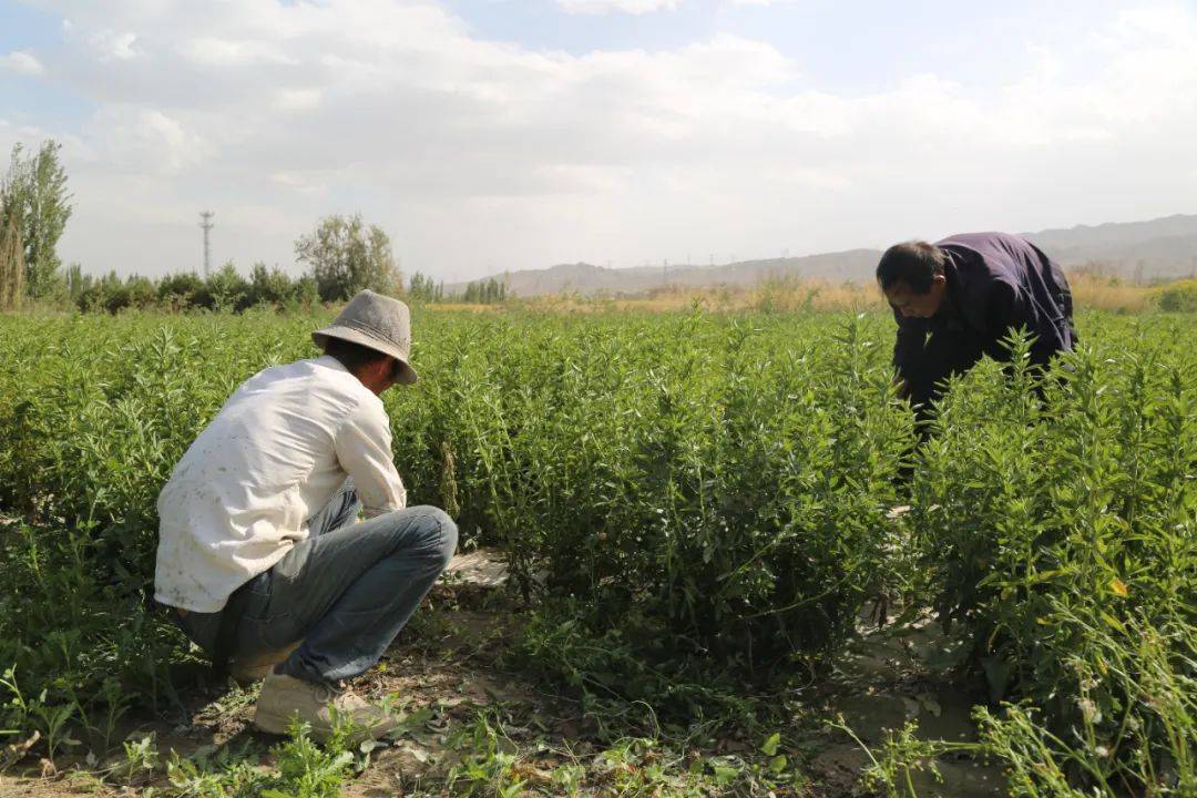 甜叶菊收获正当时,甜了丰收季!_种植_农户_文殊镇